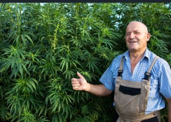 Critical Mass Cannabis: A Comprehensive Guide to Growing and Cultivating