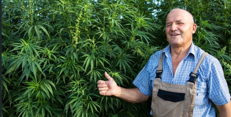 Critical Mass Cannabis: A Comprehensive Guide to Growing and Cultivating