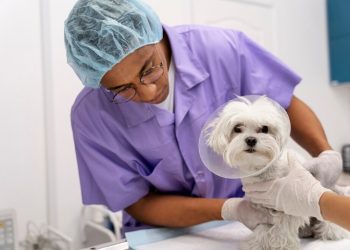 What Happens at a Veterinarian Appointment?