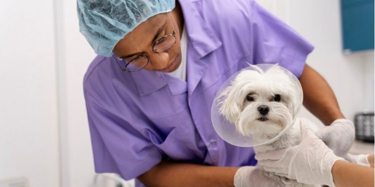 What Happens at a Veterinarian Appointment?