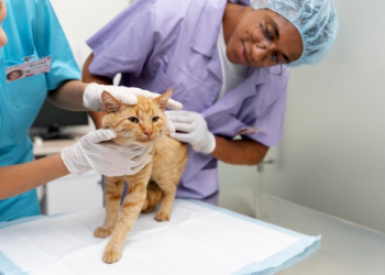 A Short Guide to Routine Cat Health Care