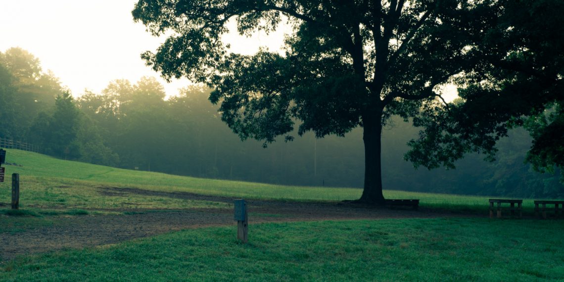 Why Hiring a Tree Care Company is Essential for Your Yard