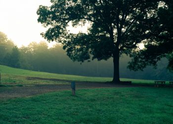 Why Hiring a Tree Care Company is Essential for Your Yard