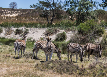 Africa’s Best Big Five Safari Destinations