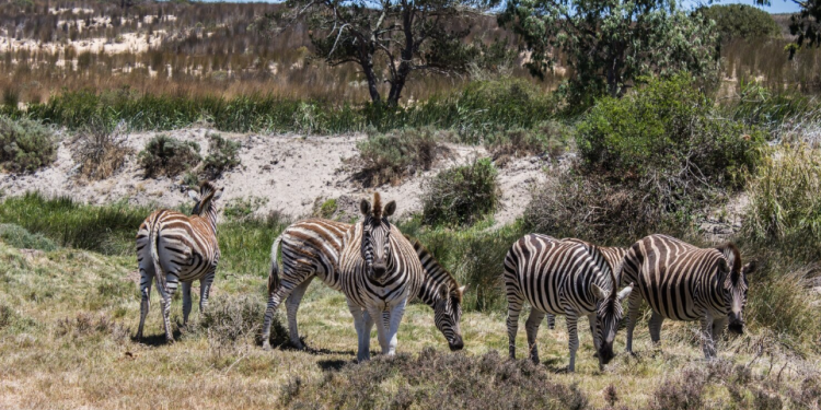Africa’s Best Big Five Safari Destinations
