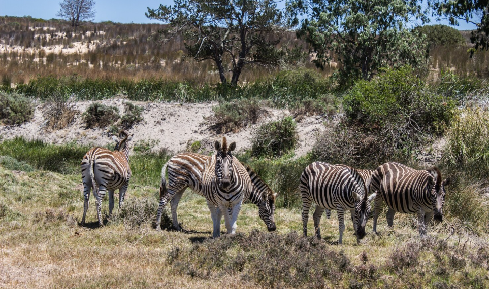 Africa’s Best Big Five Safari Destinations